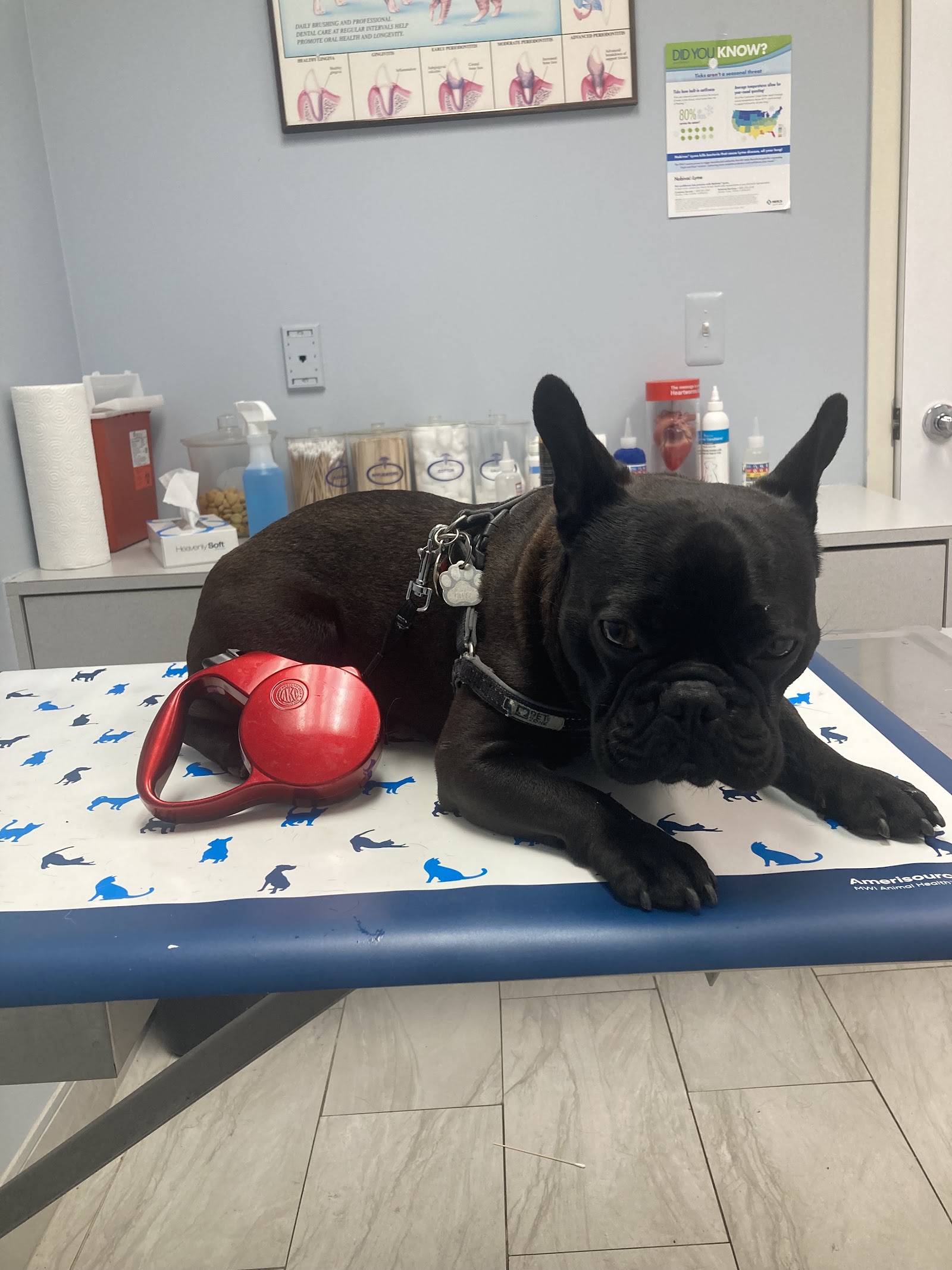 Dworkis Dog & Cat Hospital — photo